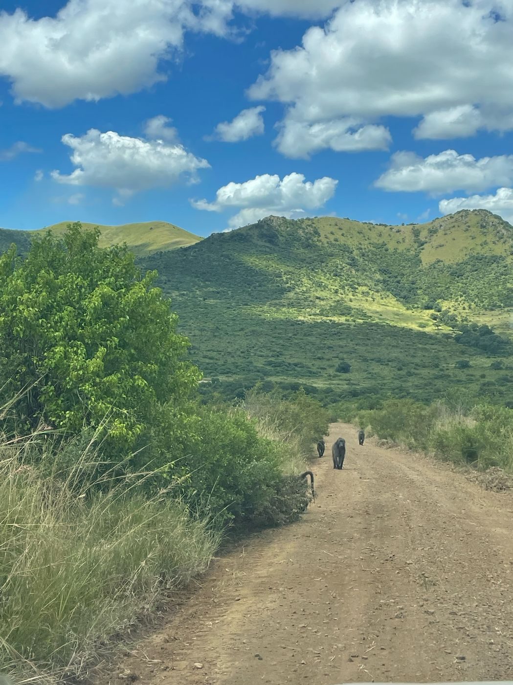 Des babouins sur une piste au milieu des collines verdoyantes
