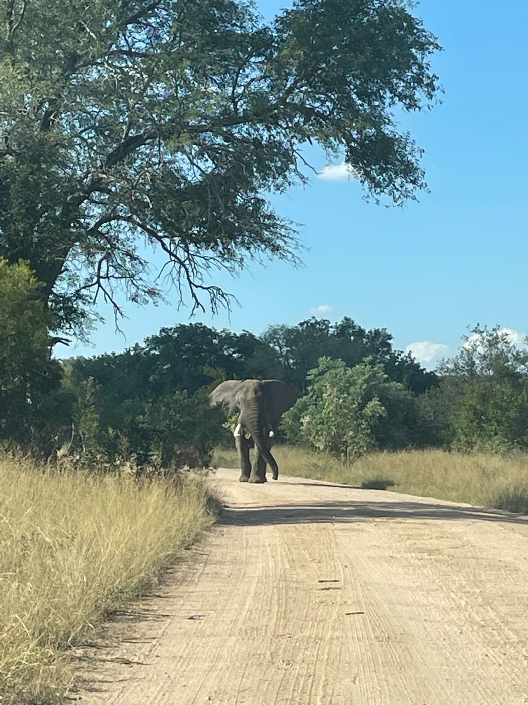 Un éléphant qui avance sur la piste dans le parc Kruger