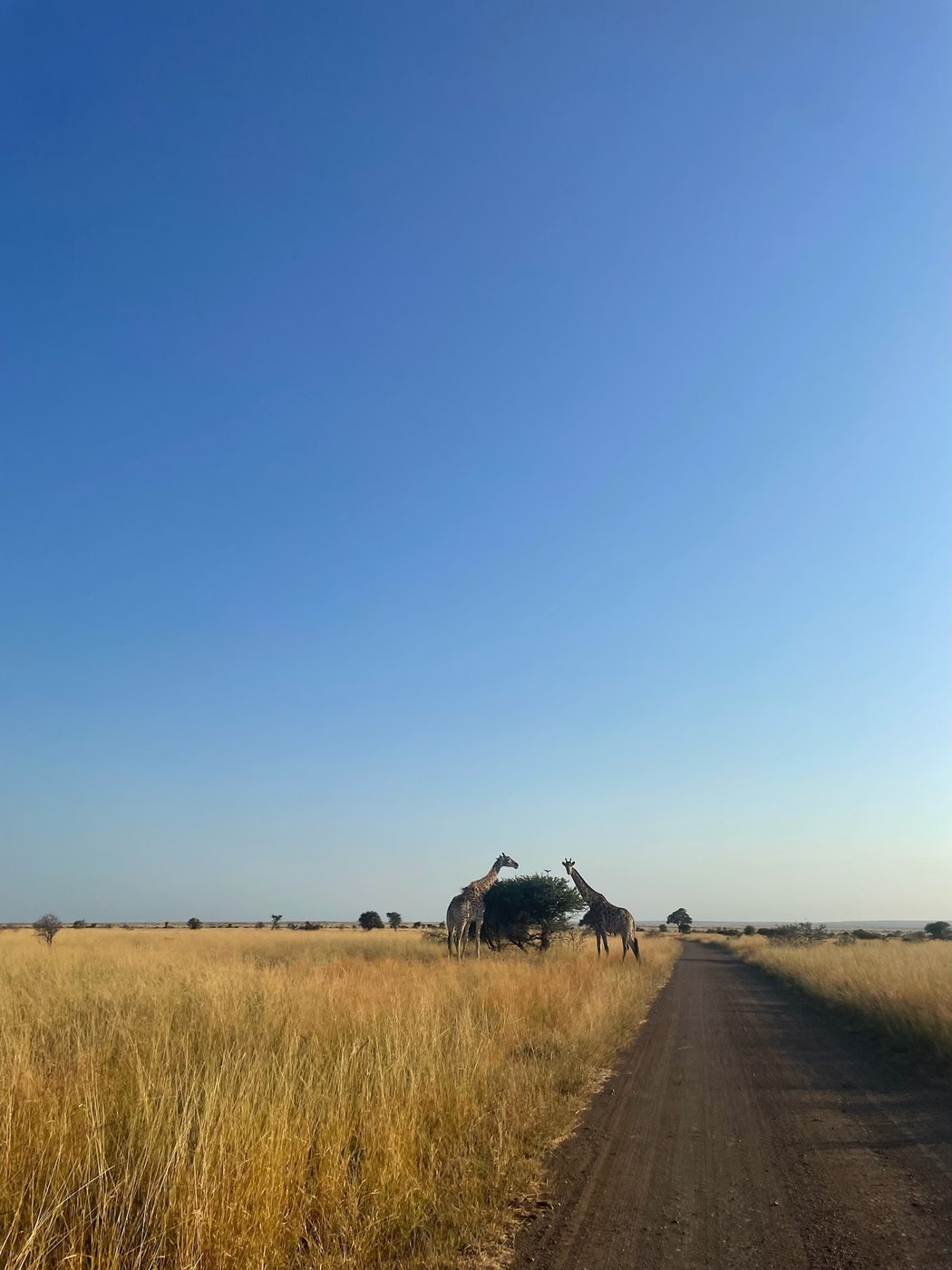Deux girafes au bord d'une piste dans la savane dorée du parc Kruger