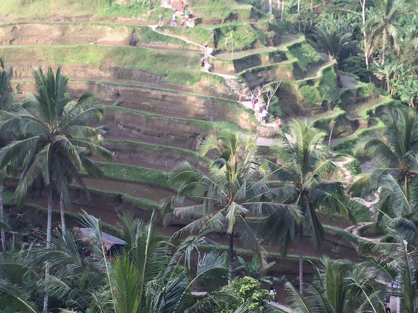 Les rizières en terrasses entourées de cocotiers