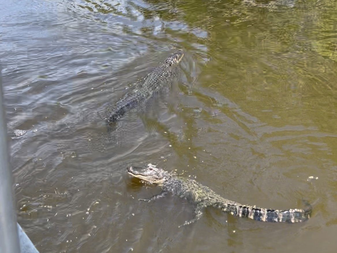 Un alligator dans le bayou