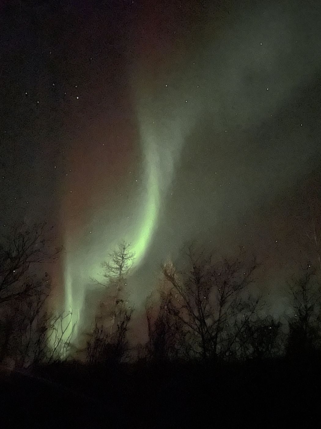 Une aurore boréale verte au-dessus des arbres