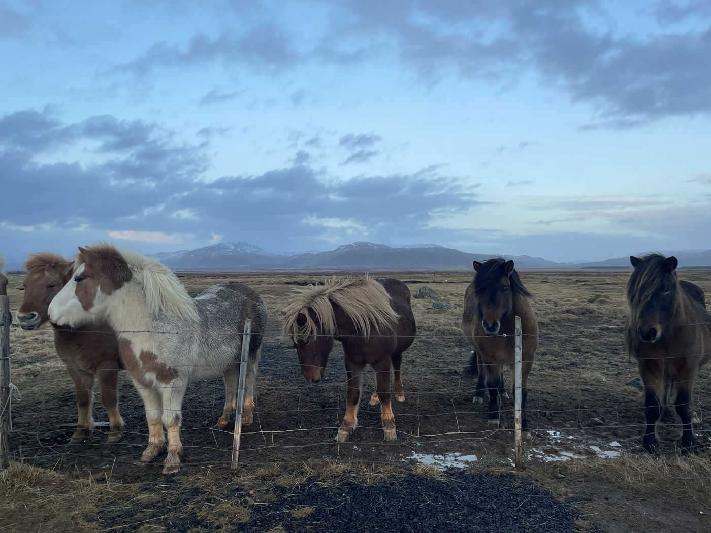 Des chevaux islandais à la crinière ébouriffée devant les montagnes