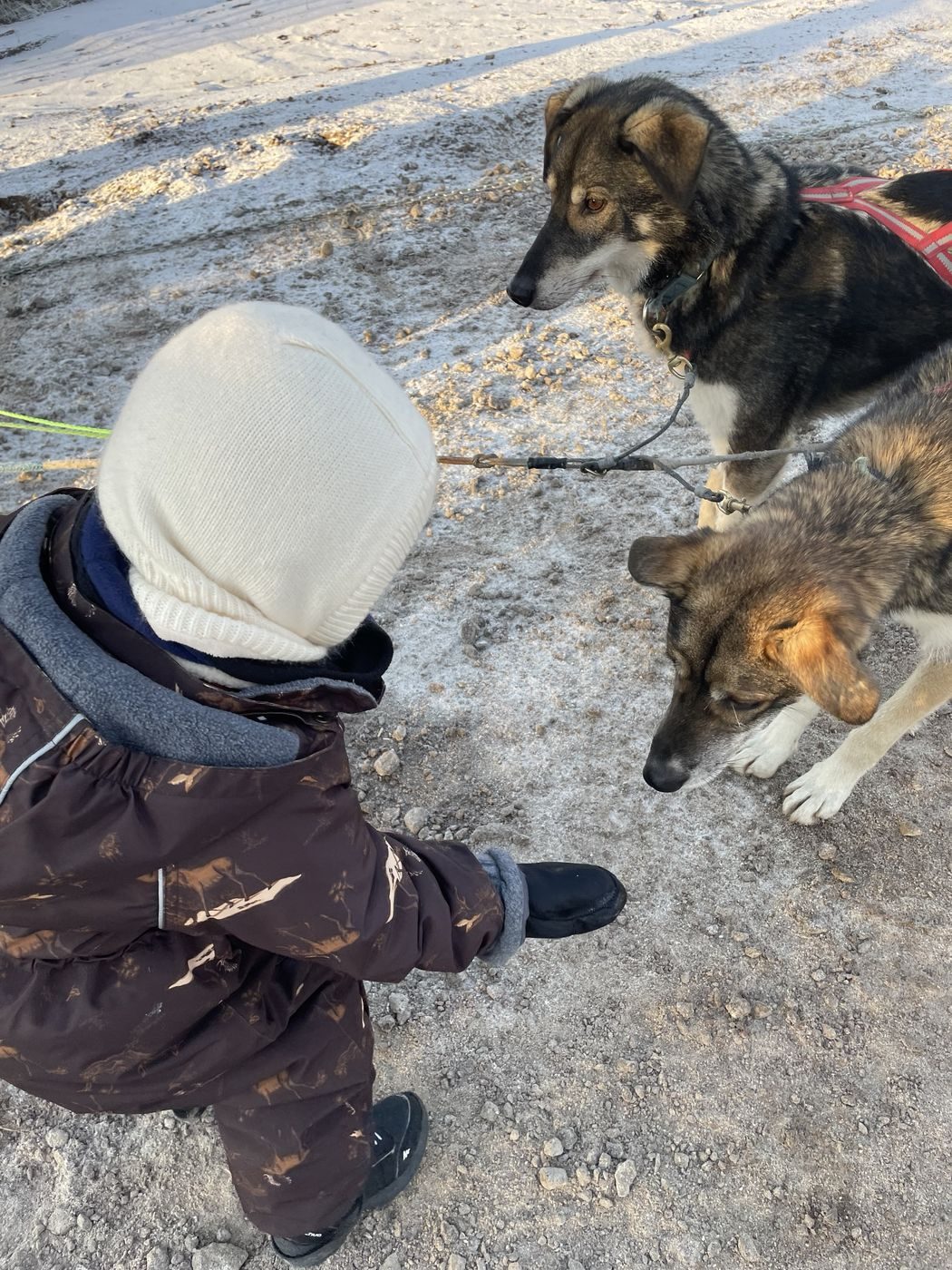Notre fils tend la main vers deux chiens de traîneau