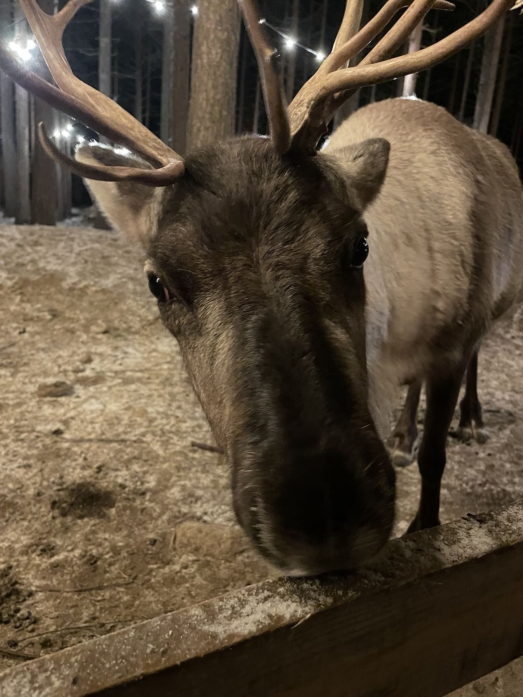 Un renne du Père Noël qui s'approche de la barrière