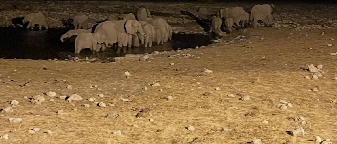 Une famille d'éléphants qui se baigne de nuit au point d'eau éclairé d'Etosha