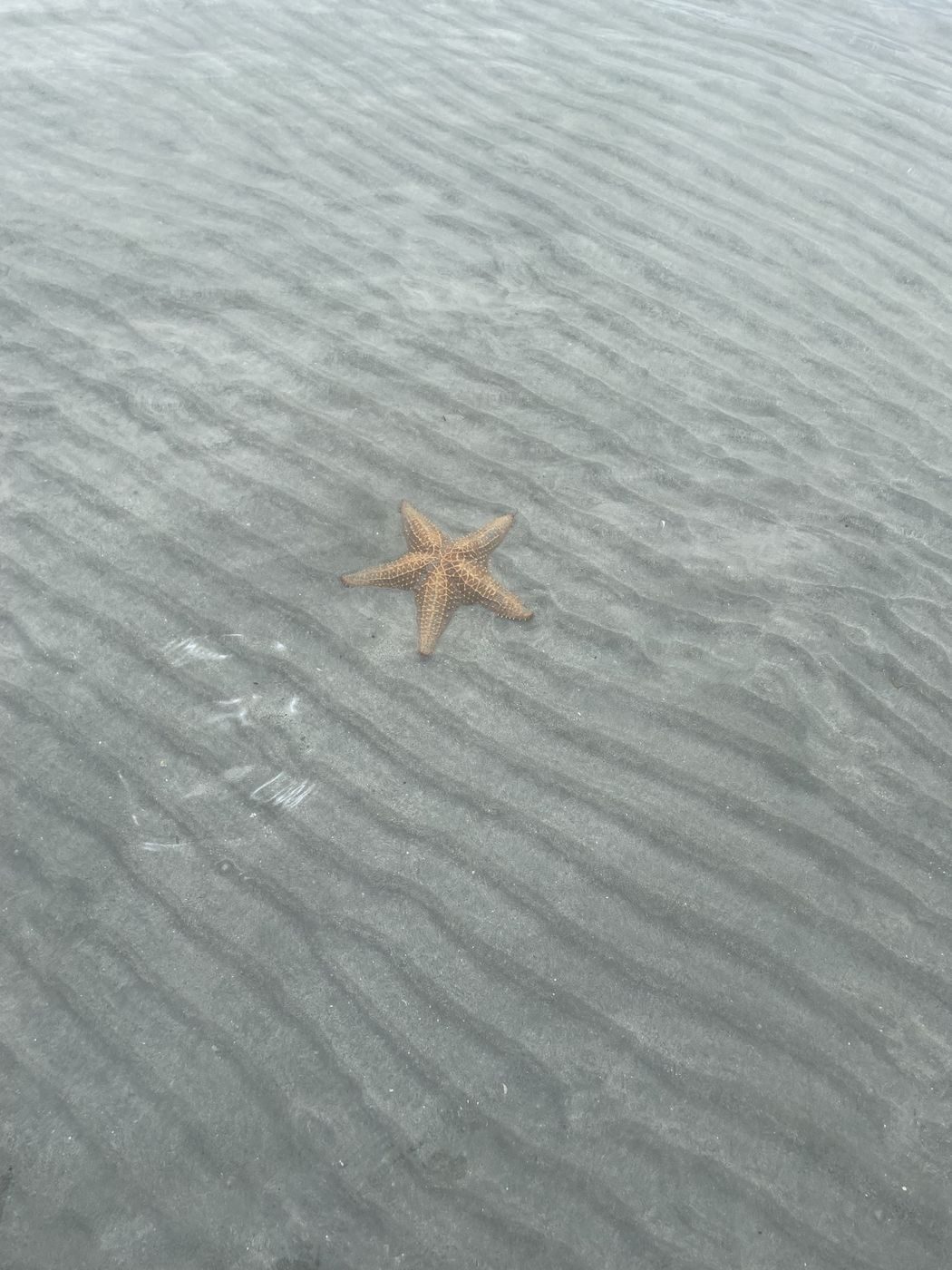Une étoile de mer orangée dans l'eau transparente
