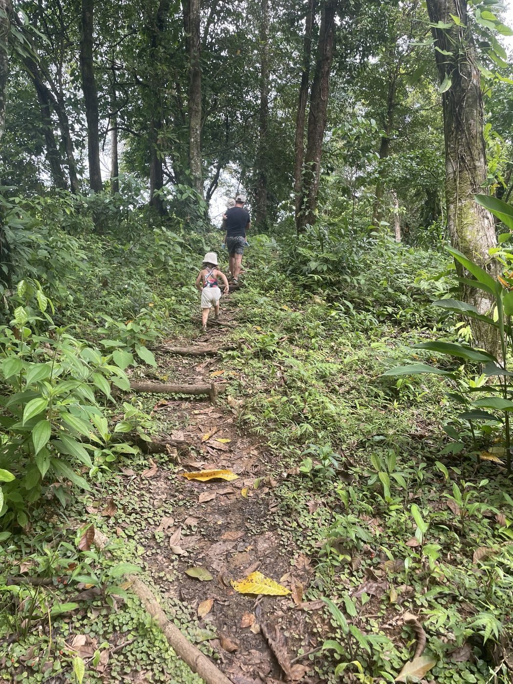 Randonnée en famille dans la forêt tropicale de la réserve