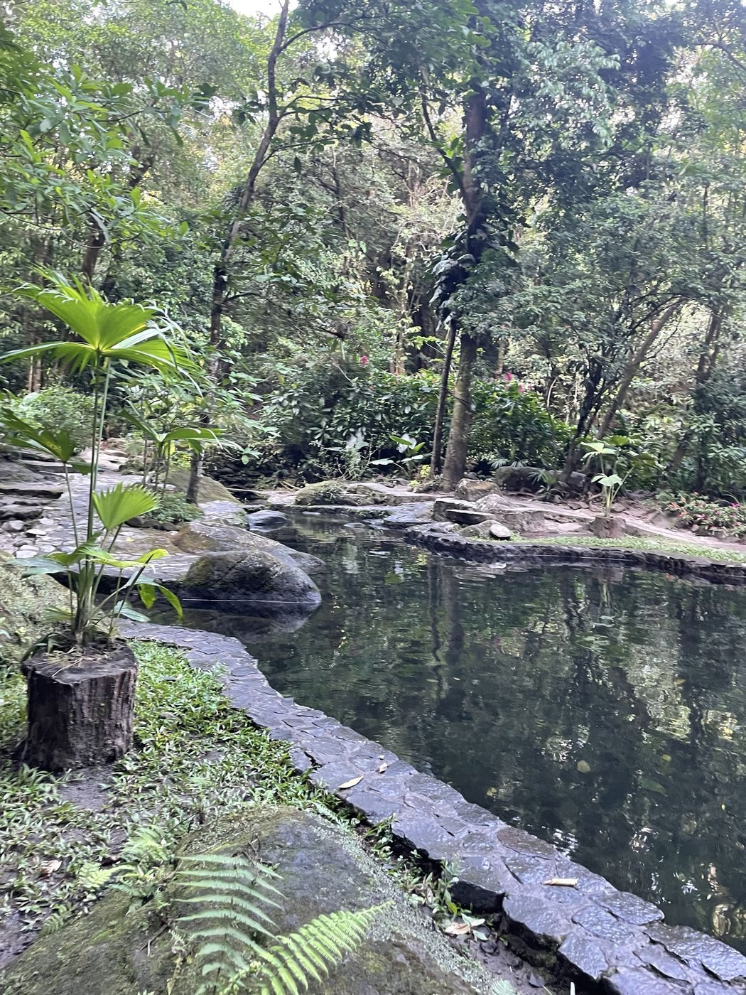 Une piscine naturelle entourée de verdure