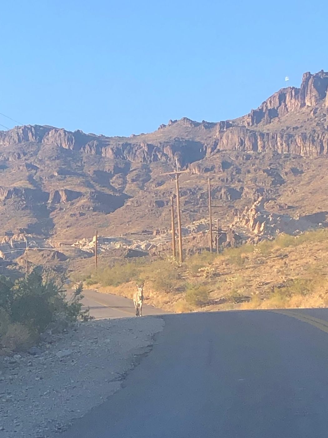 Un âne en liberté sur la route d'Oatman